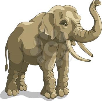 Vector illustration of elephant isolated on white
