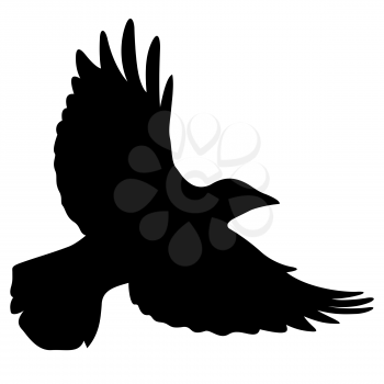 Silhouette of a flying black raven. Vector black white illustration