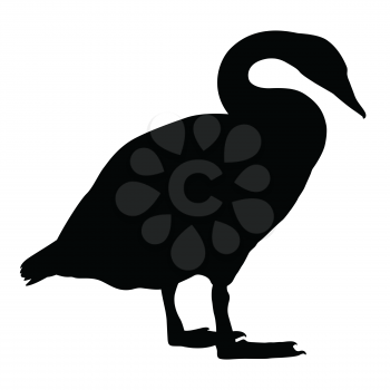 Swan vector silhouette. Duck, swan, goose black and white illustration