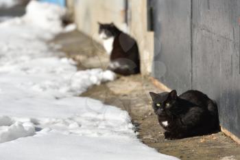 Two black cats are walking in the street on a winter day