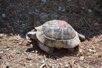 Adult turtle crawls on the ground with dry grass. Turtle in the zoo.