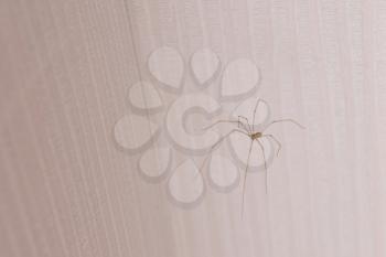 The big spider lives at homeon a background wallpapper