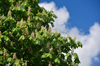 Beautiful blossoming of a chestnut spring day in the garden