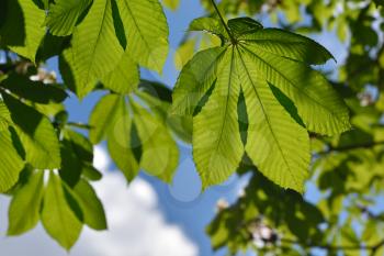 Young and bright Spring Chestnut leaves on a blue sky background