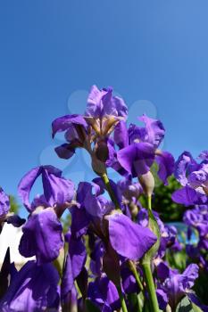 Beautiful Purple irises on a background of blue sky