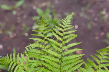 Beautiful, bright and fresh leaves of the fern.