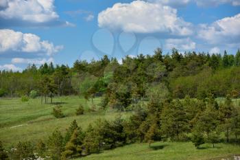 Beautiful landscape, a hill with pine trees and a blue sky with clouds.