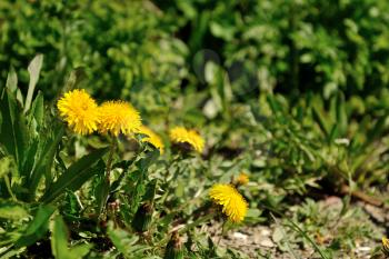 Beautiful and fresh dandelion in the spring.