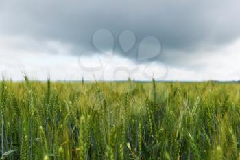 Bright wheat field against the sky with rain clouds.