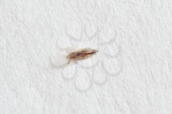 Insect lice on a white paper background.