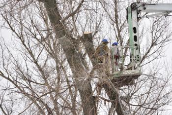 Two working men cut down a large tree in winter using a special rig machine.
