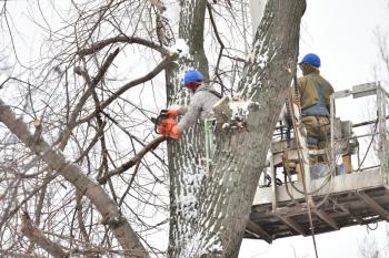 Two working men cut down a large tree in winter using a special rig machine.