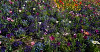 Tulips grow in the garden together with other flowers of different colors.