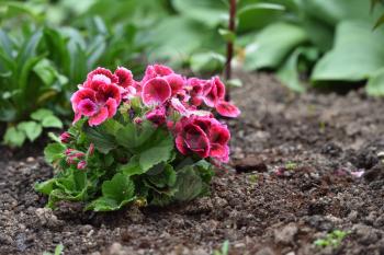 Young and fresh pelargonium bush closeup, grows in the home garden