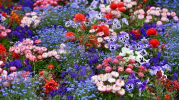 Beautiful flowerbed of different types of flowers such as daisies, violets, close-up