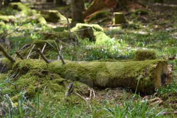Beautiful, bright and dense moss on a sawn fallen tree in the forest Schwarzwald