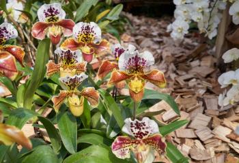 Beautiful bush of spotty white-yellow Paphiopedilum orchid in a botanical garden