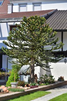 Young Araucaria similar to a Christmas tree in a home garden on the background of the house
