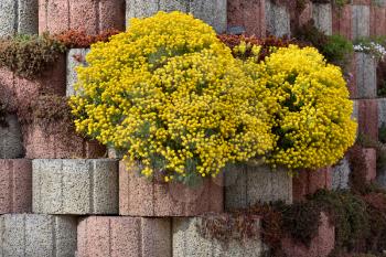 Beautiful yellow Bush blooming alyssum saxatile over the garden wall from concrete rings.