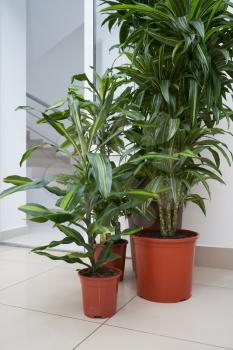 Two home plants Pandanus in brown pots stand on the floor in the room.