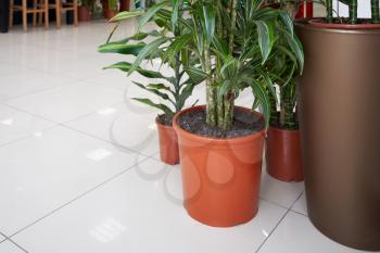 Home plant Pandanus in a brown pot stands on the tile floor in the room.