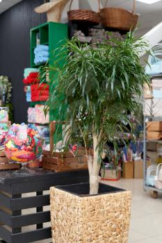 Large and beautiful home plant dracaena indoors in a pot.