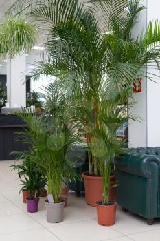 Big palm tree grows in a brown pot indoors