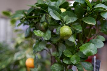 Home plants citrus small Calamondin like a tangerine tree