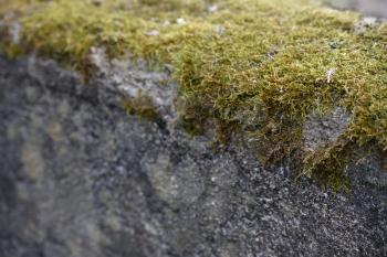 Moss on a concrete surface close-up with text space