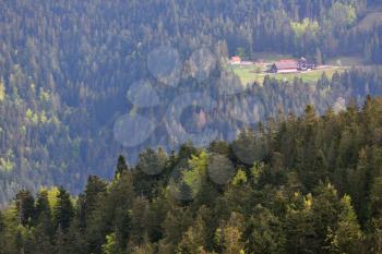 Coniferous trees grow on a hillside in the European forest of Schwarzwald, Germany.