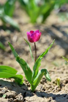 Lilac tulip growing out of the ground on a sunny day