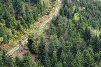 Coniferous forest, road and a small wooden house for hunters in the forest Schwarzwald