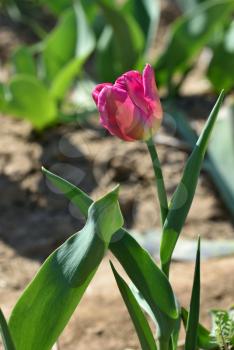 Pink Tulip growing out of the ground on a sunny day