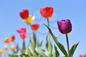 Lilac tulip on a background of blue sky and other tulips