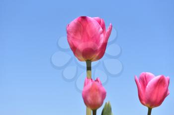 Pink tulip on a background of blue sky and other tulips