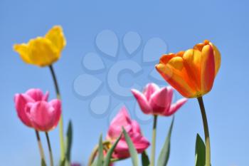 Yellow tulip on a background of blue sky and other tulips