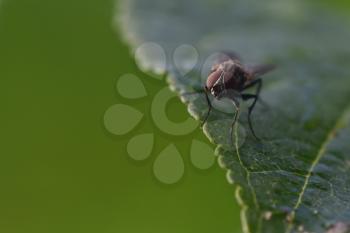 A fly with big eyes is sitting on a green leaf. Macro.