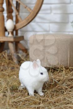 A small and curious white rabbit with blue eyes, jumping over dry hay in a studio with Easter decor. Studio photography