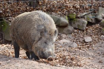 Wild boar with brown wool in a special corral with a fence