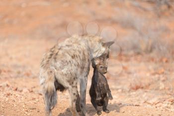 Hyena puppy in the wilderness of Africa