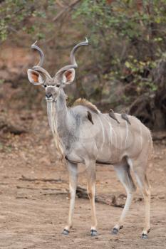 Kudu Antelope Portrait in the wilderness of Africa