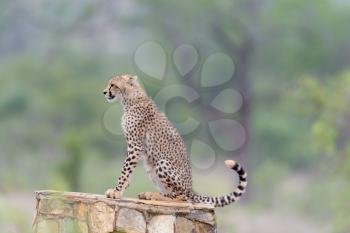 Cheetah portrait in the wilderness of Africa