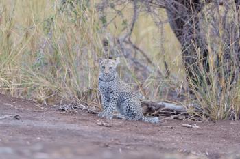 Baby leopard, leopard cub in the wilderness of Africa