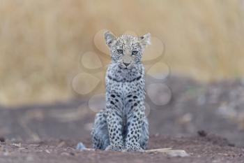 Baby leopard, leopard cub in the wilderness of Africa