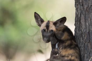 African wild dog in the wilderness of Africa, painted wolf