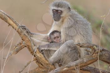 Vervet monkey mom with baby vervet monkey in the wilderness