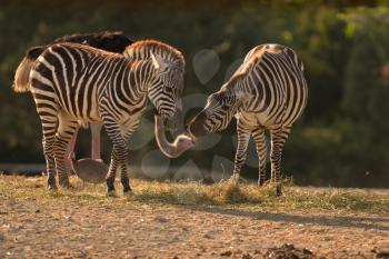 Zebra in the wilderness of Africa