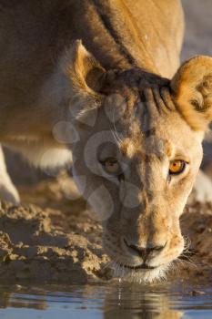 Female lion in the wilderness of Africa