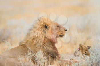 Male lion in the wilderness of Africa