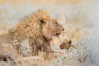 Male lion in the wilderness of Africa